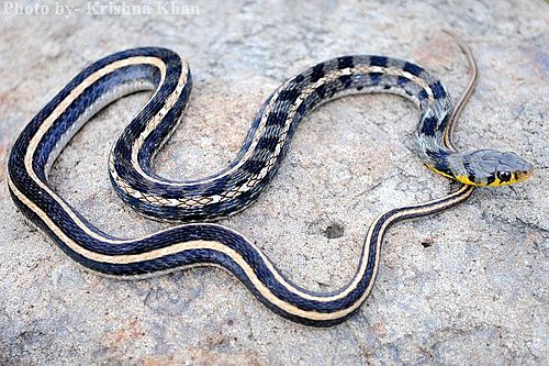 Buff striped keelback